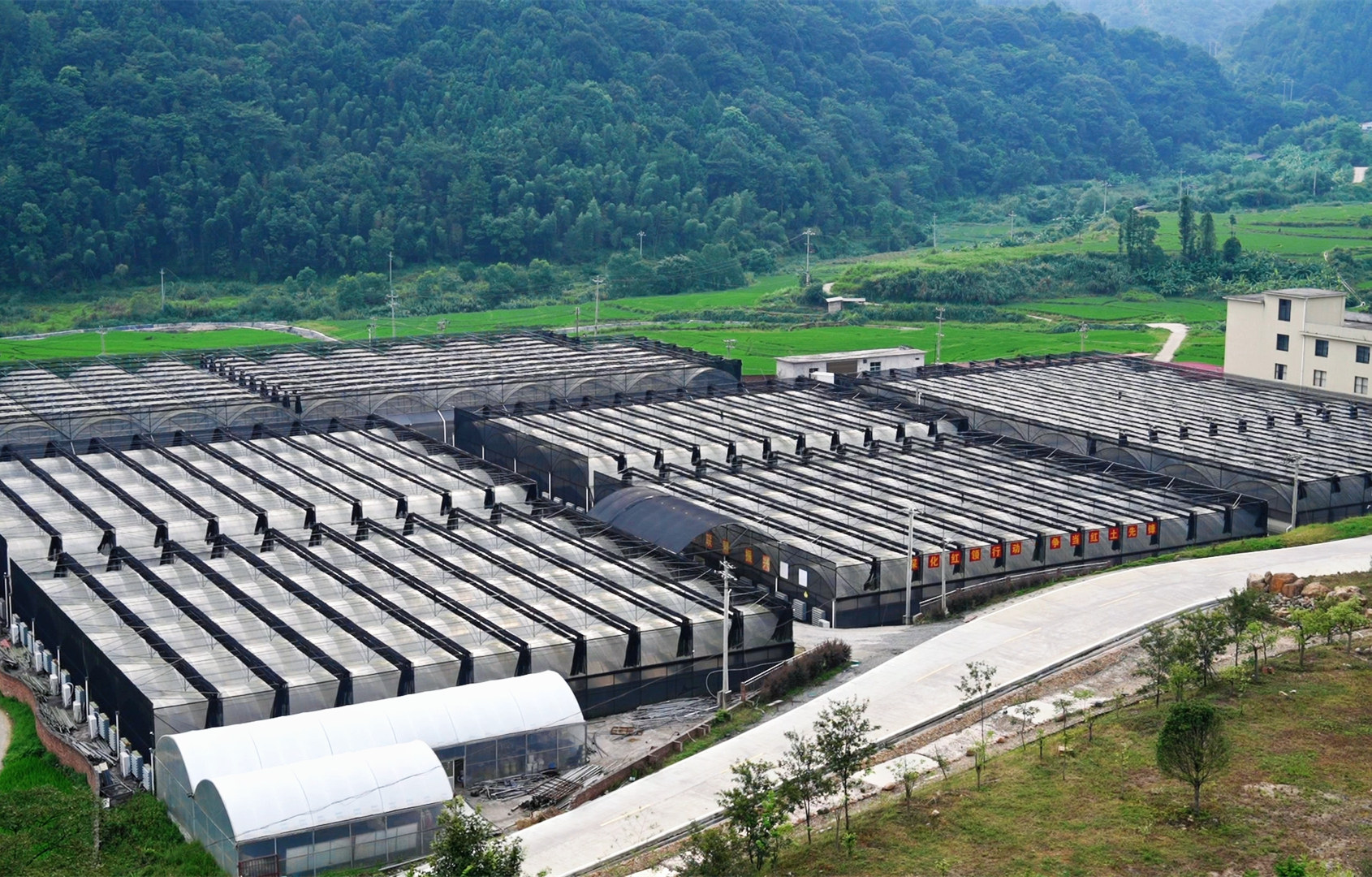 高质量发展调研行 | 废弃矿山开出蝴蝶兰，看闽西小镇的蝶变之路