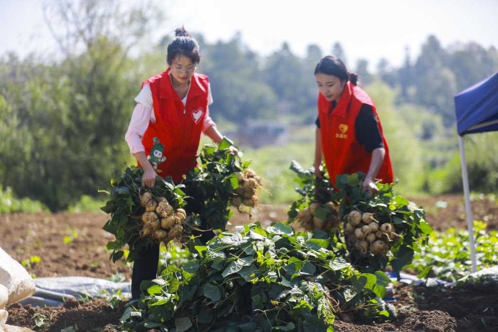 贵州毕节：地瓜抢“鲜”上市