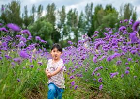 呼和浩特马鞭草盛开 游客徜徉紫色花海