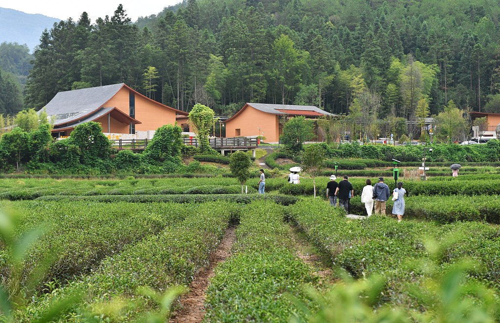 福建武夷山：游客参观燕子窠生态茶园