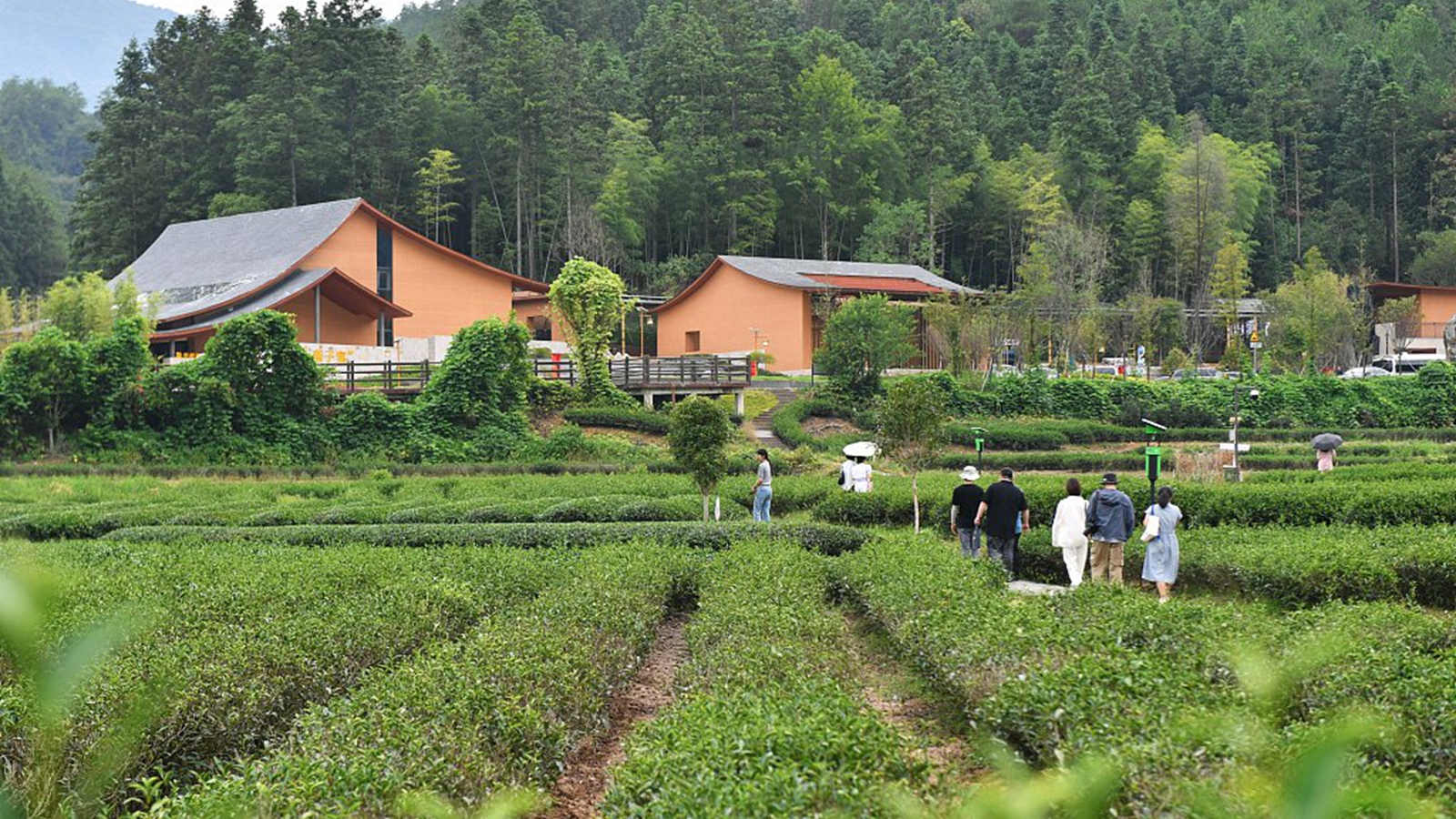 福建武夷山:游客参观燕子窠生态茶园