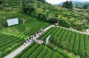 福建武夷山：游客参观燕子窠生态茶园