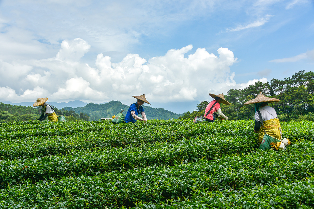 广西贺州：茶农紧抓农时采摘秋茶