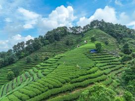 广西贺州：茶农紧抓农时采摘秋茶