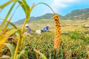 山东日照：谷子进入成熟期