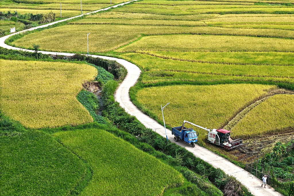 湖南娄底：农民驾驶收割机收割中稻