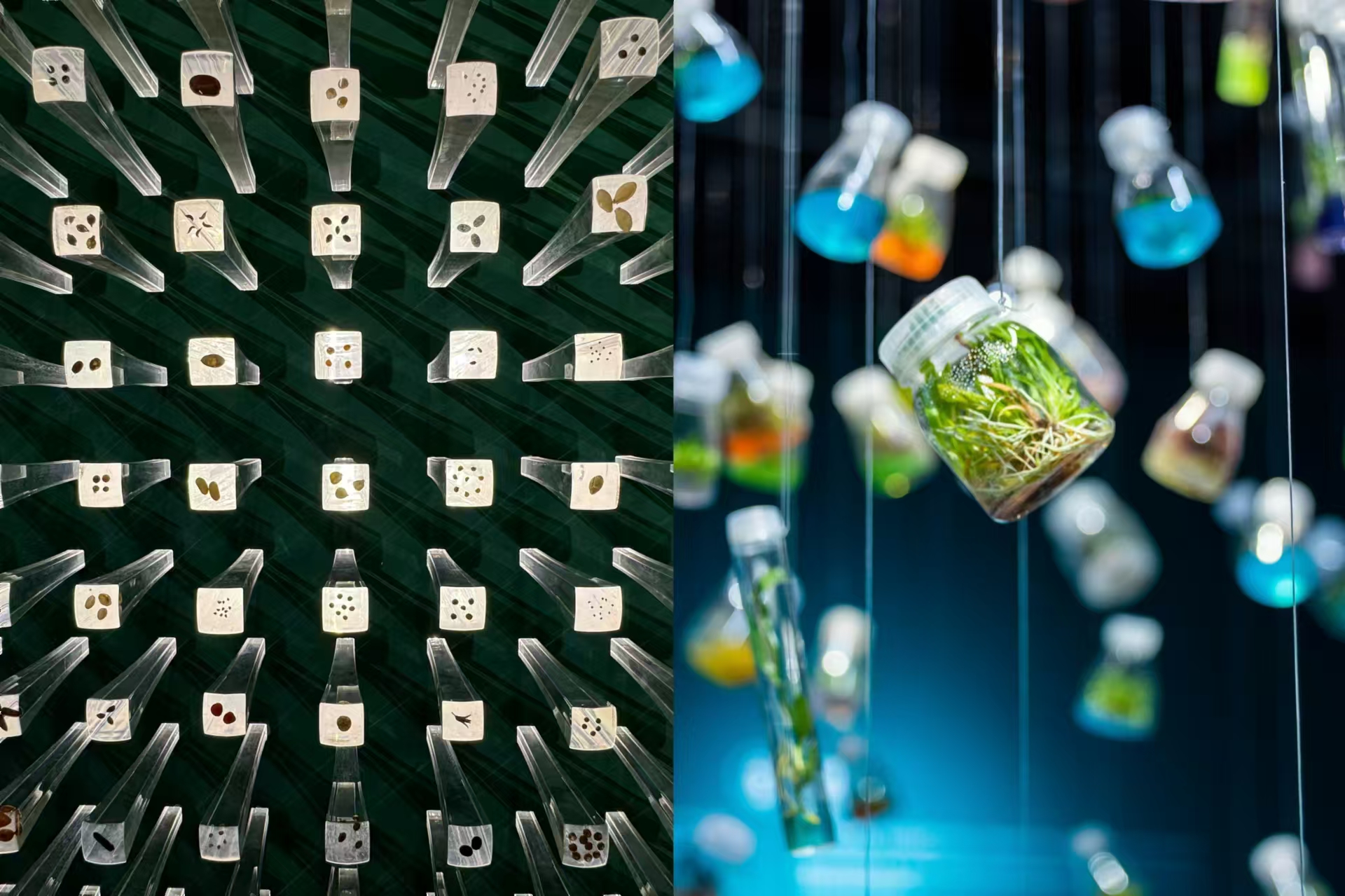 高质量发展调研行|打卡我国首座野生植物种子博物馆，与生物多样性“双向奔赴”