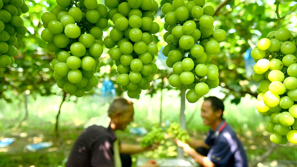 河南商丘：果農(nóng)采摘陽(yáng)光玫瑰葡萄