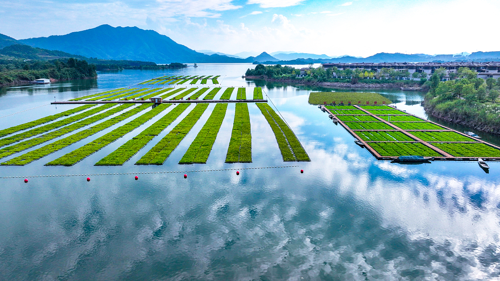 浙江淳安：水生空心菜长势良好，郁郁葱葱