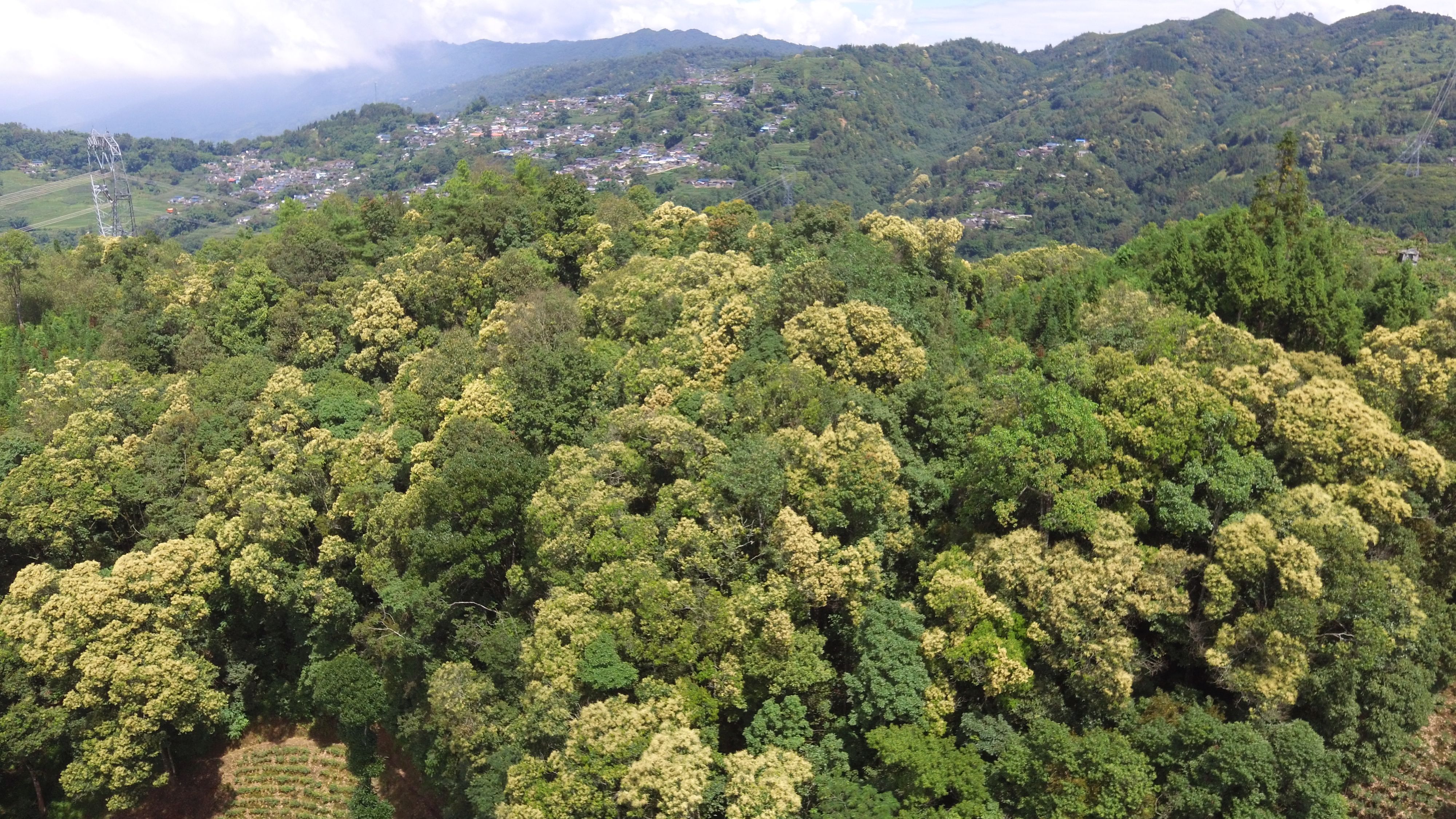 高质量发展调研行|为何要把十几米的树装进十几厘米的瓶子？