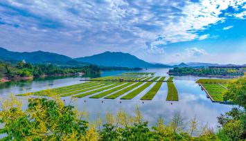 浙江淳安：水生空心菜长势良好，郁郁葱葱