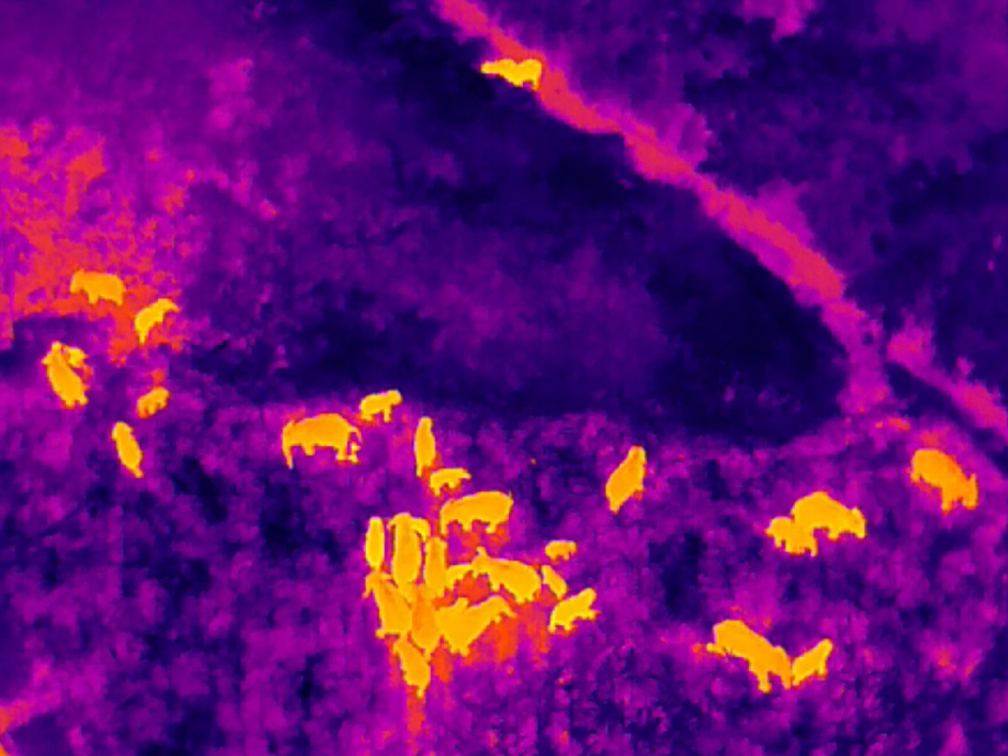 高质量发展调研行|民警守护下的野象松弛感满满