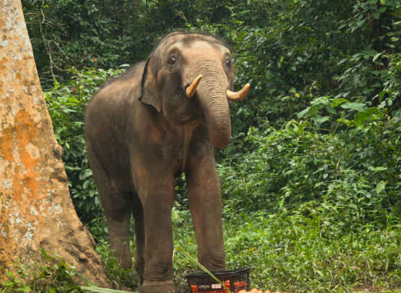 高质量发展调研行|“小强”生活的这里，人象相处模式升级