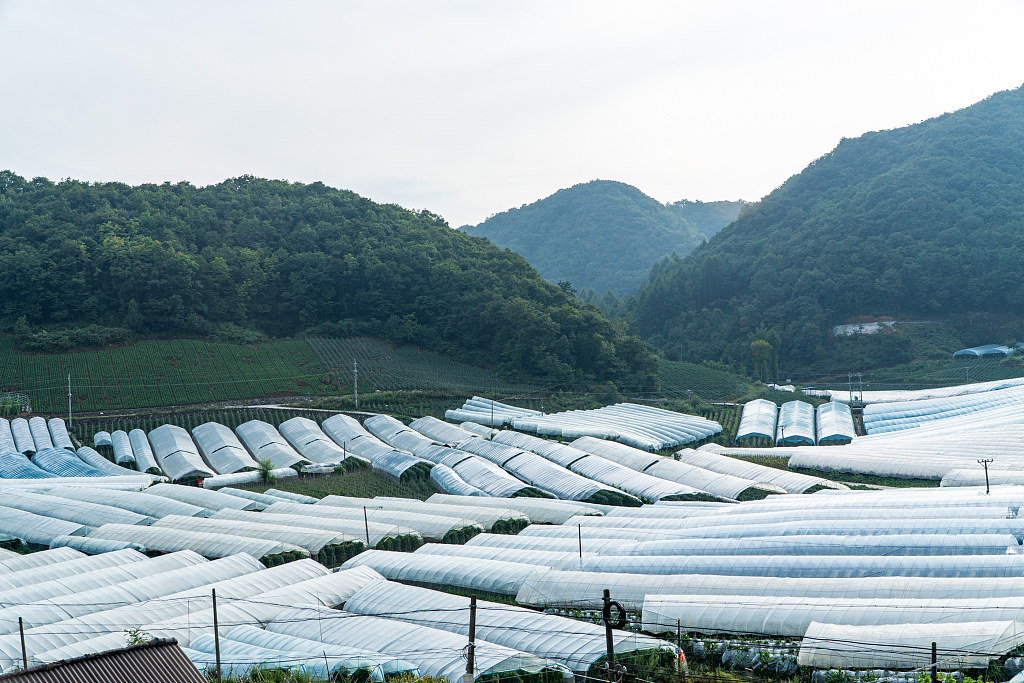 湖北长阳：青山藏大棚 蔬菜产业助农增收