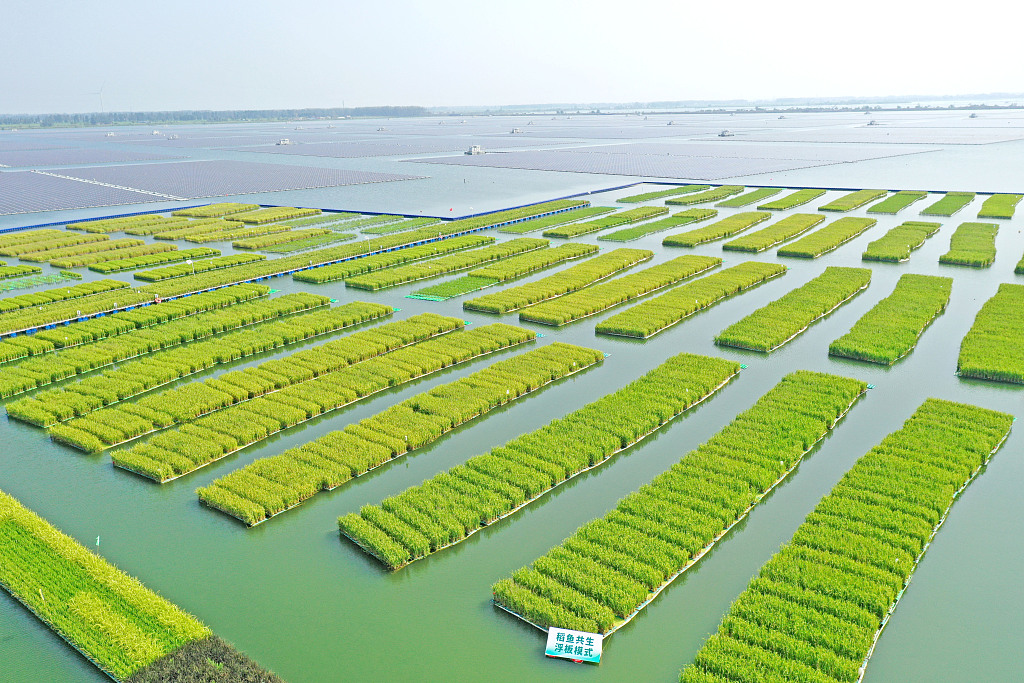 我国成功在大型煤田沉陷区上种植水稻