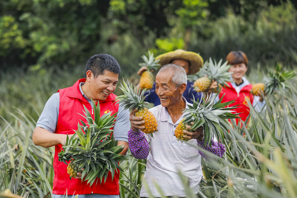 福建南安：菠萝进入采摘期