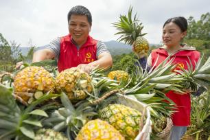 福建南安：菠萝进入采摘期