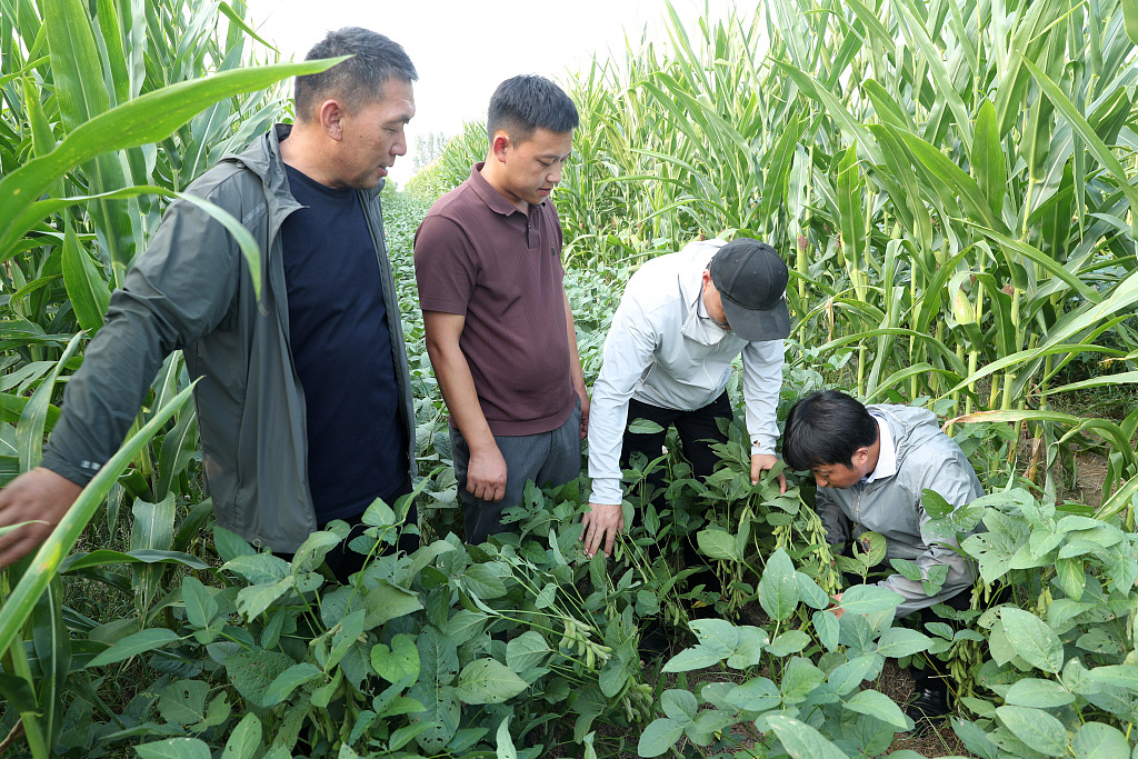 安徽蒙城：“田间课堂”促秋粮增产