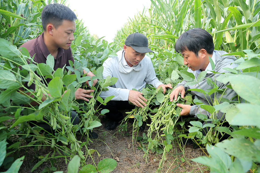 安徽蒙城：“田间课堂”促秋粮增产