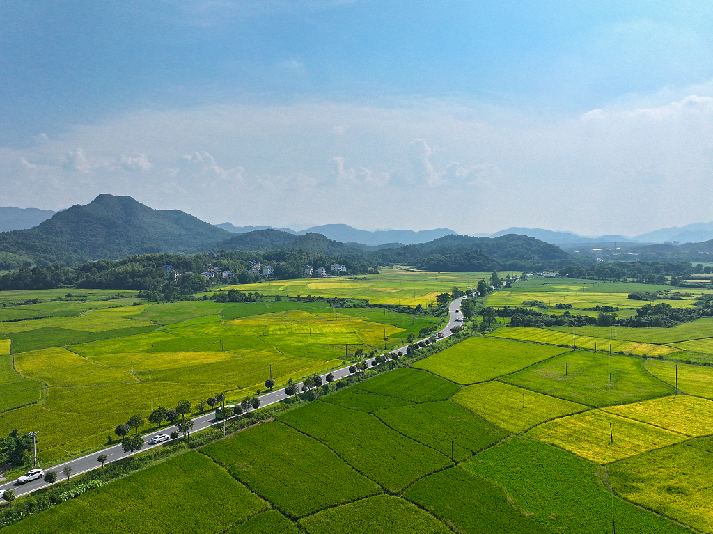 江西上饶：乡村稻田黄绿交错风景秀美