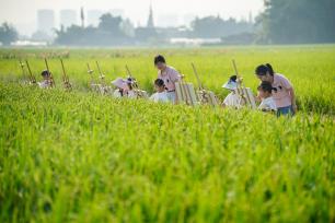 四川眉山：幼儿在稻田间写生