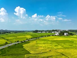 江西上饶：乡村稻田黄绿交错风景秀美