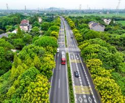 浙江湖州：栾树花开扮靓公路