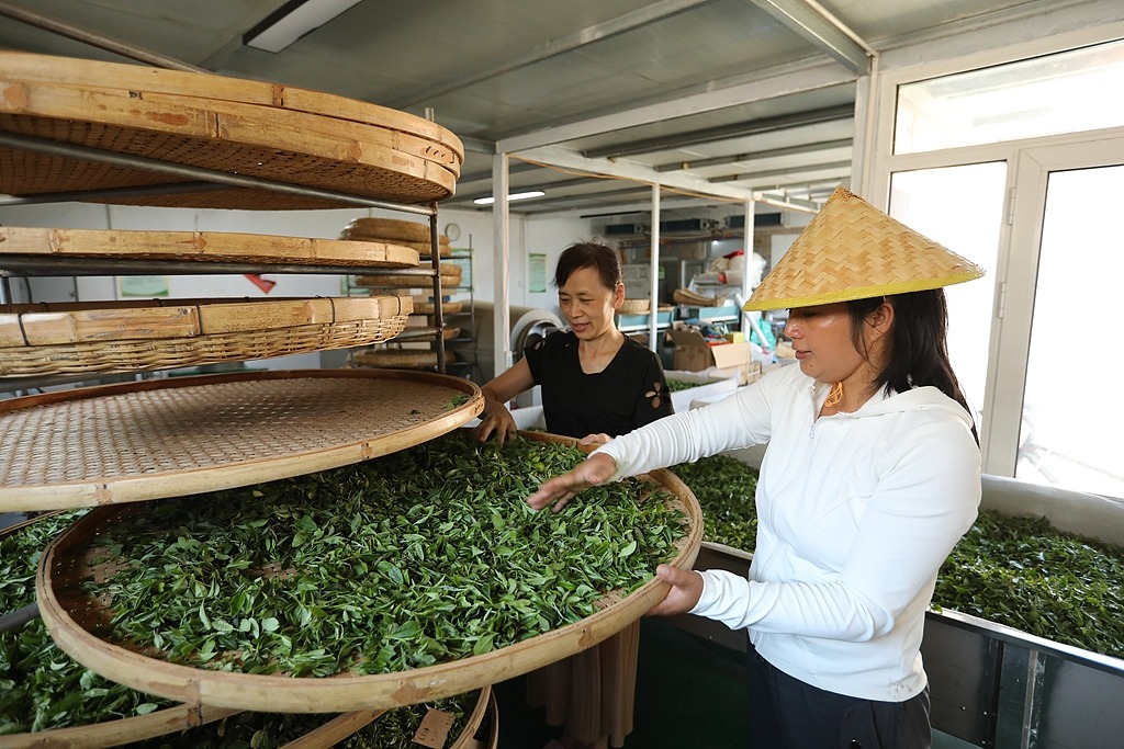 山东日照：农民采摘加工秋茶供应市场