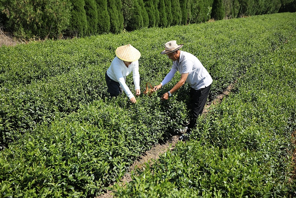 山东日照：农民采摘加工秋茶供应市场