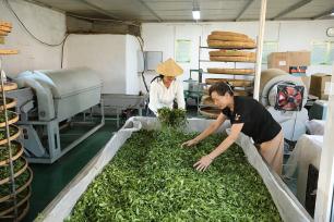 山东日照：农民采摘加工秋茶供应市场