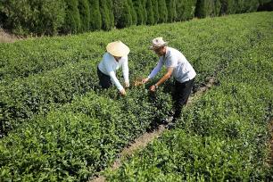 山东日照：农民采摘加工秋茶供应市场