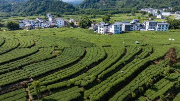 广西昭平：茶农趁晴好天气采摘秋茶