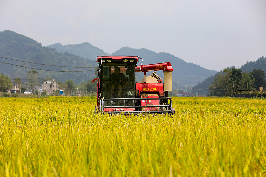 贵州黔东南州：农户抓住晴好天气收割水稻