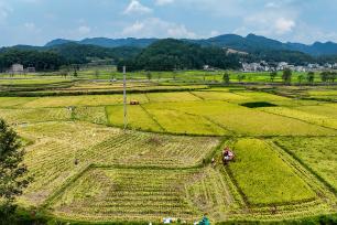 贵州黔东南州：农户抓住晴好天气收割水稻