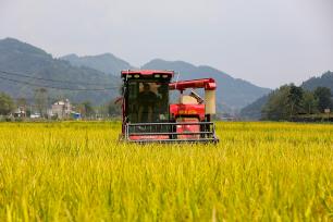 贵州黔东南州：农户抓住晴好天气收割水稻