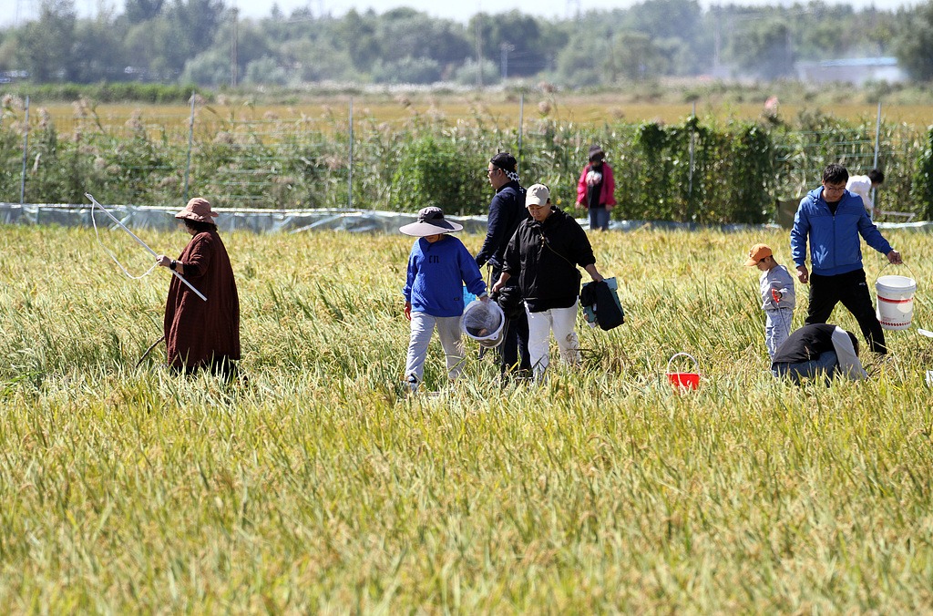 沈阳：游客稻田钓螃蟹 解锁文旅新体验