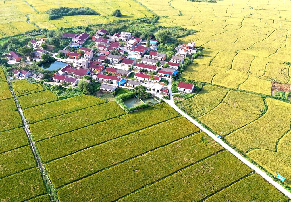 合肥：金秋好“丰”景 稻田黄绿相间