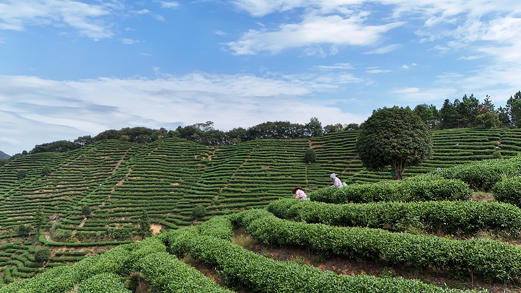 湖南怀化：茶农在茶场采摘秋茶