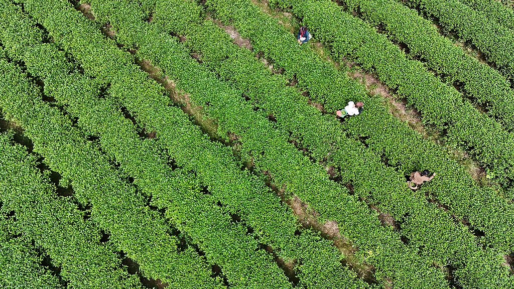 湖南怀化：茶农在茶场采摘秋茶