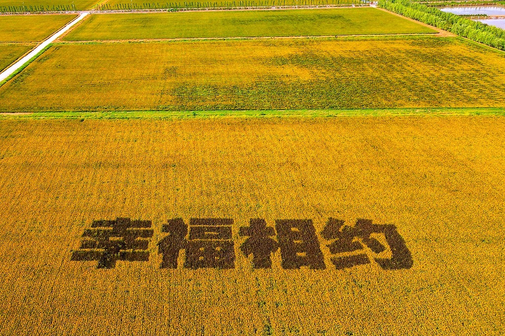 江苏南通：稻田金黄绘出乡村好“丰”景