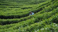 湖南怀化：茶农在茶场采摘秋茶