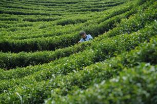 湖南怀化：茶农在茶场采摘秋茶