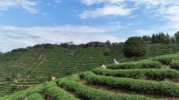 湖南怀化：茶农在茶场采摘秋茶