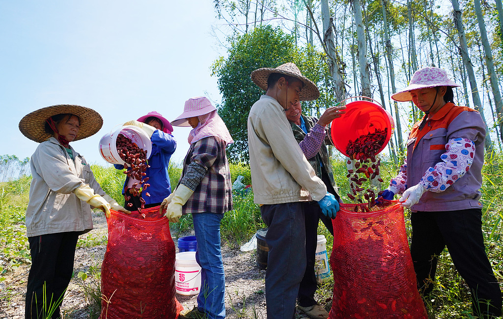 广西柳州：村民在种植基地采摘辣椒