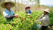 广西柳州：村民在种植基地采摘辣椒