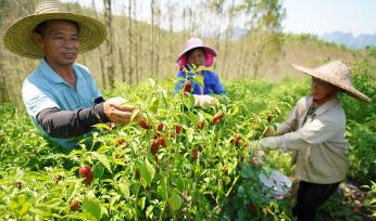 广西柳州：村民在种植基地采摘辣椒