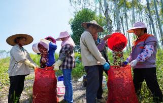 广西柳州：村民在种植基地采摘辣椒