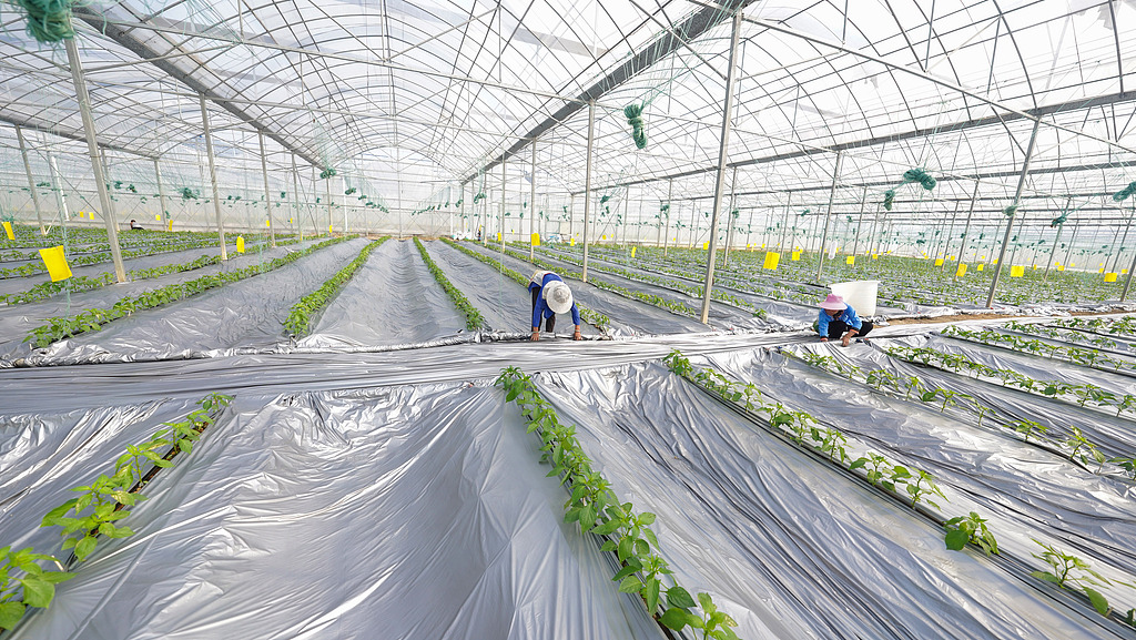 贵州黔东南州：菜农们给辣椒苗施肥打药