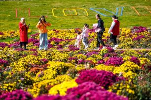 呼和浩特花海色彩斑斓 市民游客漫步其间