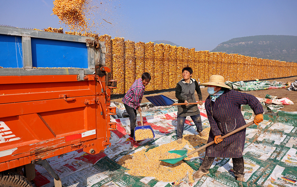 山东枣庄：农民正在收储玉米